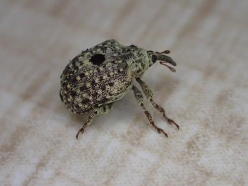 Cionus hortulanus